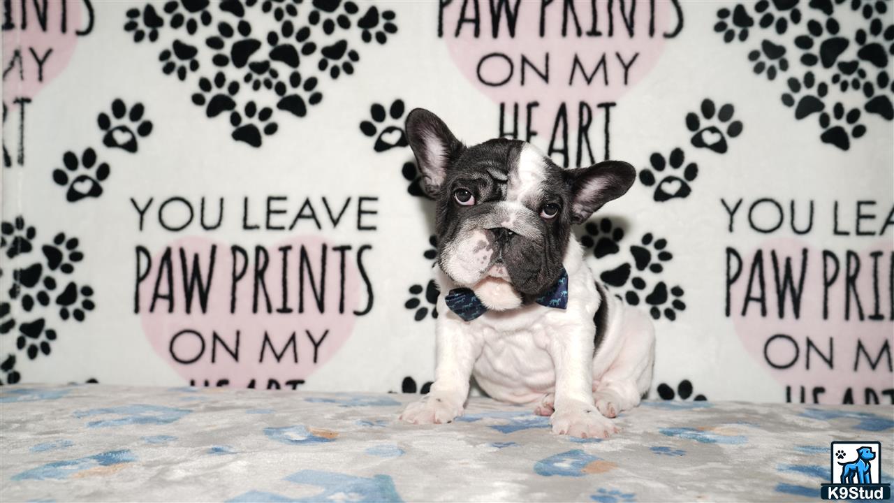 a french bulldog dog sitting on a bed