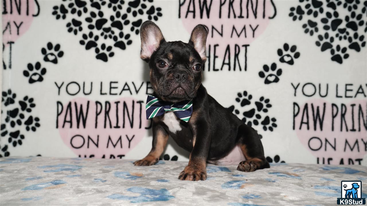 a small black french bulldog dog