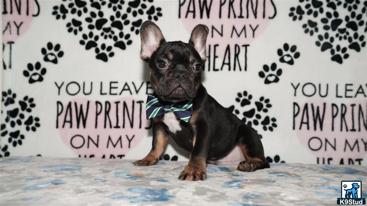 French Bulldog
