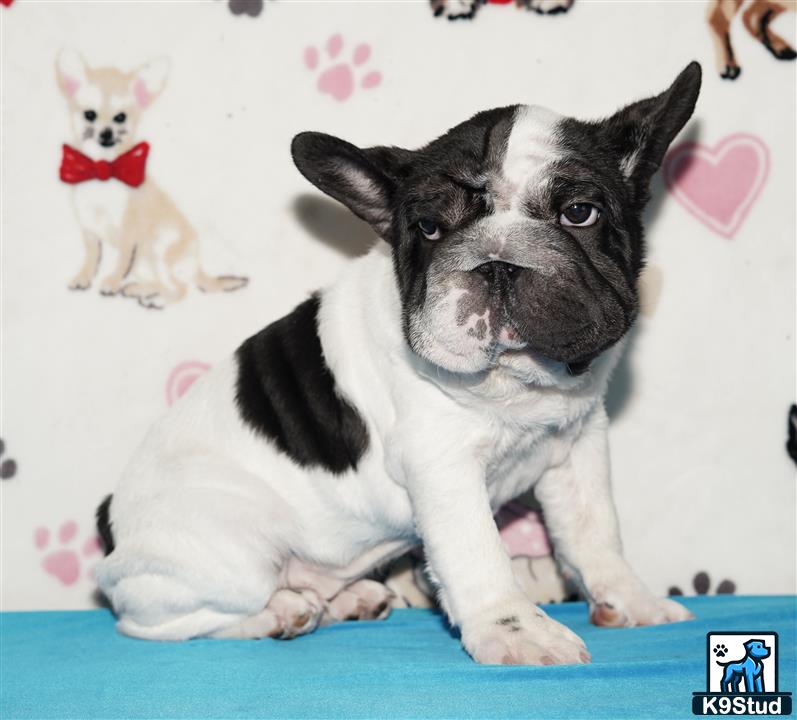 a black and white french bulldog dog
