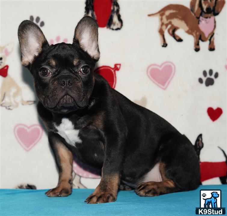a black french bulldog dog with a white and black collar