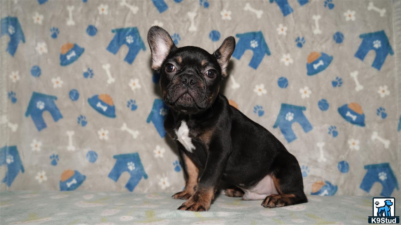 a french bulldog dog lying on a bed