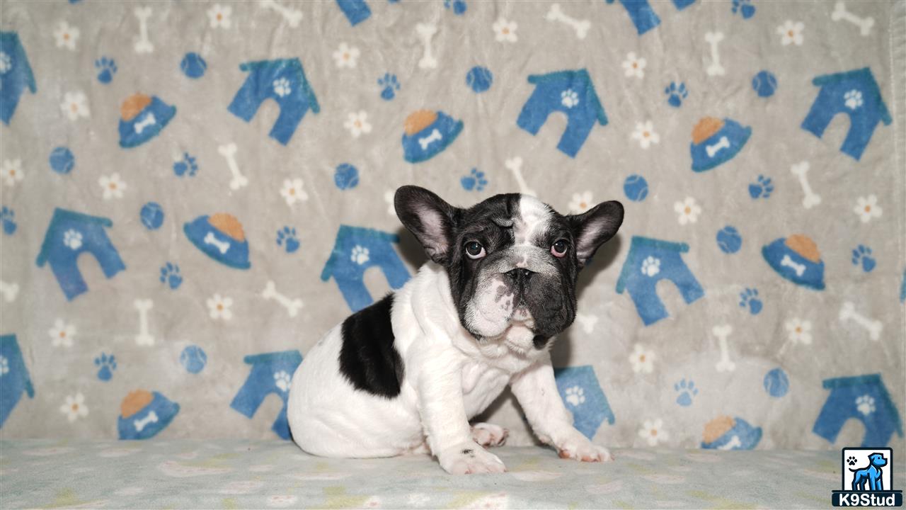 a french bulldog dog sitting on a bed