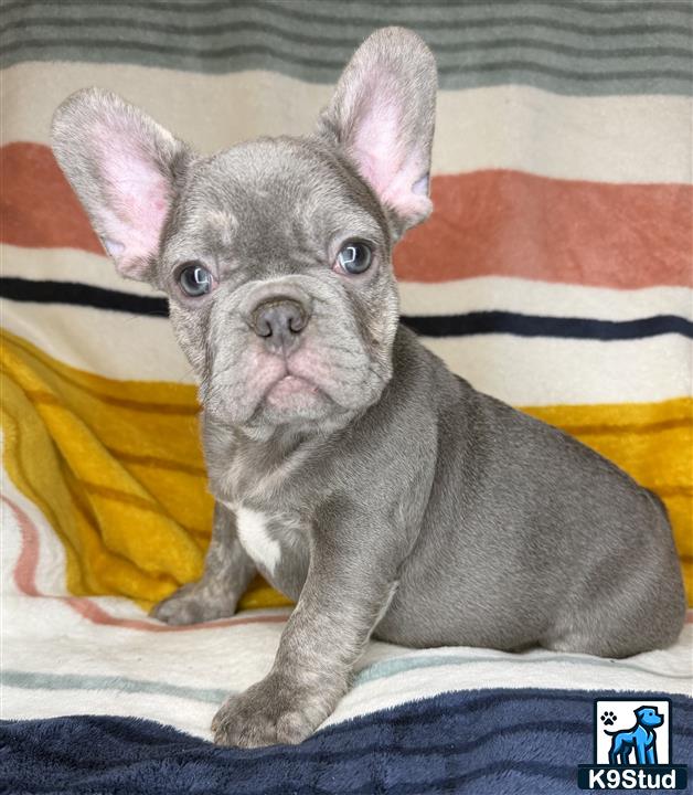 a small french bulldog dog wearing a sweater