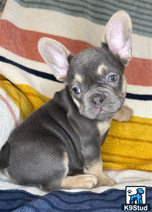 a small french bulldog dog with large ears