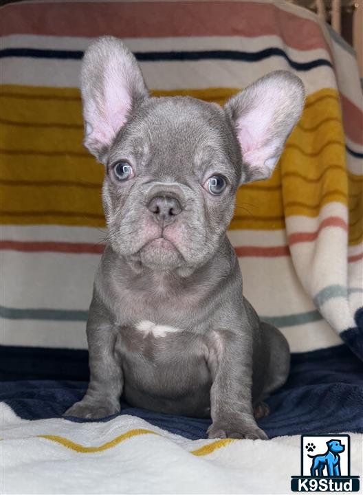 a small french bulldog dog on a bed