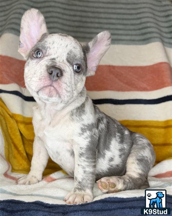 a small white french bulldog dog