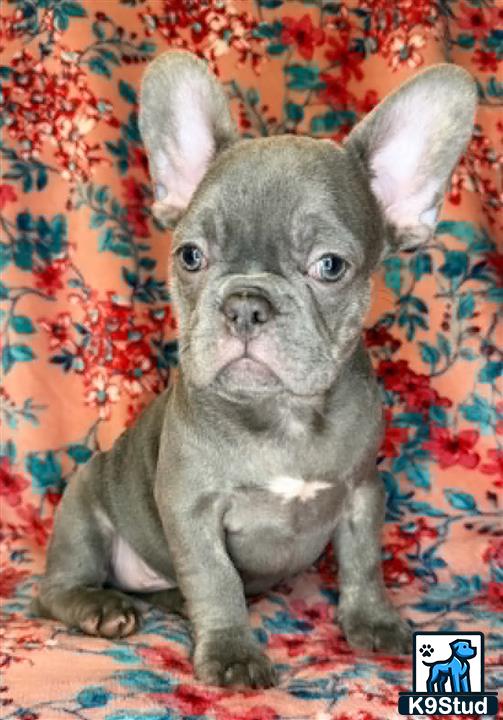 a french bulldog dog sitting on a couch
