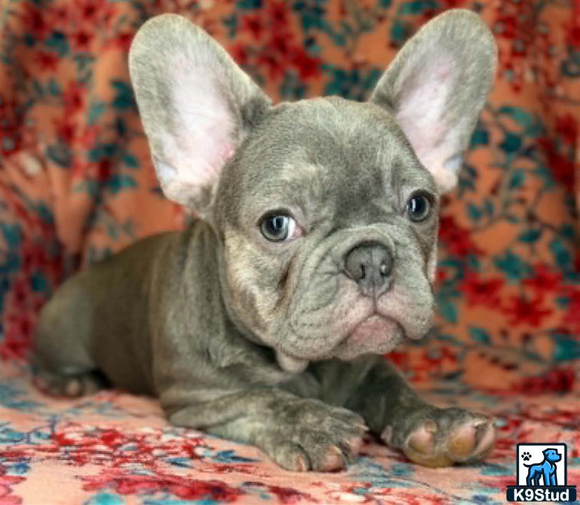 a french bulldog dog lying on a blanket