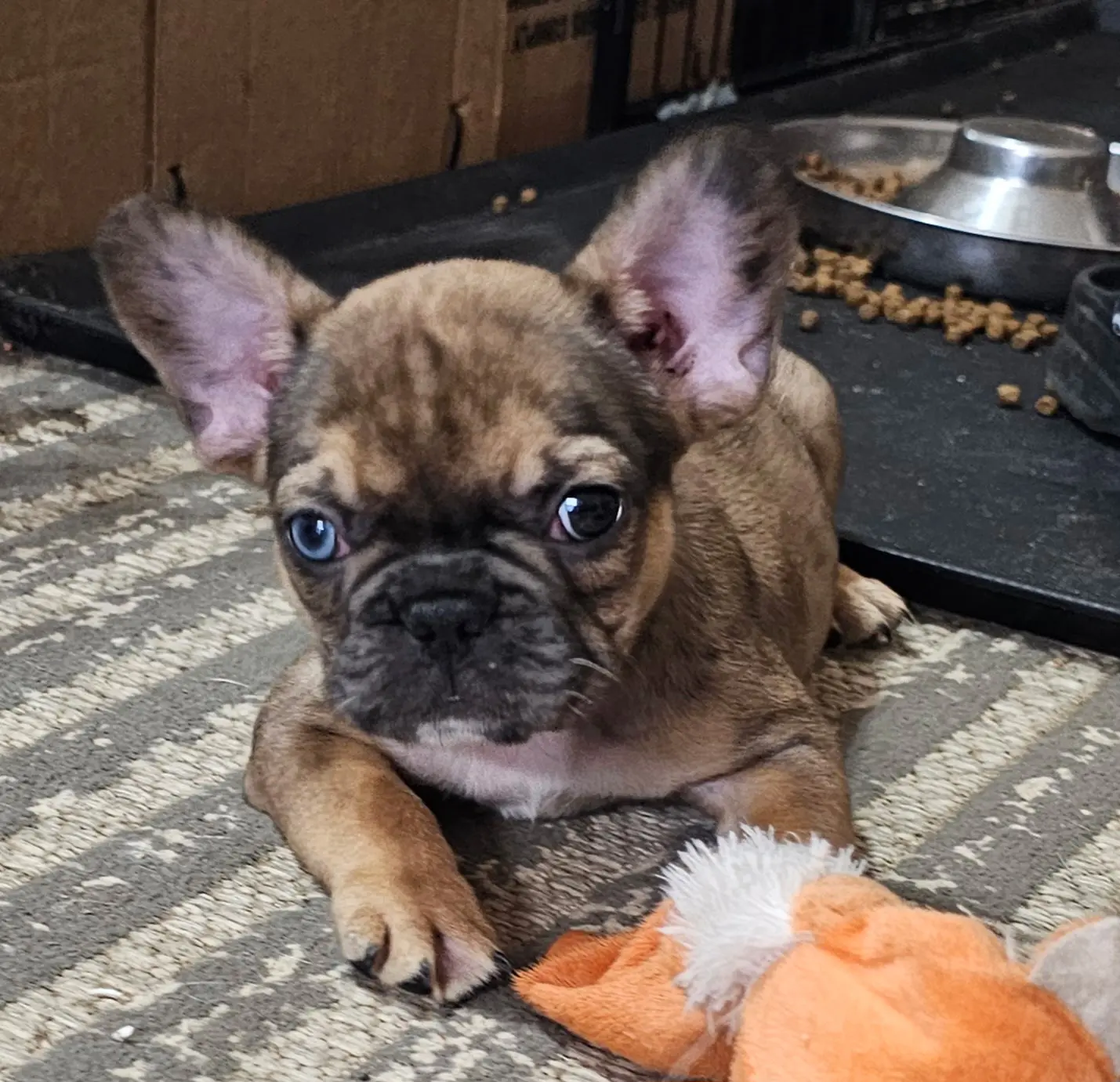 French Bulldog puppy for sale: Brindle French Bulldog puppy lying on a textured rug