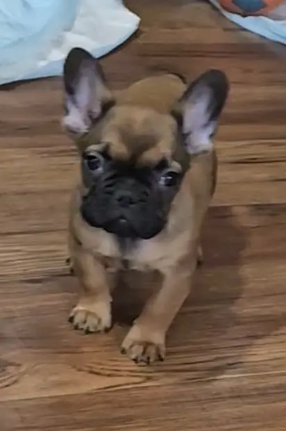 French Bulldog puppy for sale: Brindle French Bulldog puppy standing on wooden floor