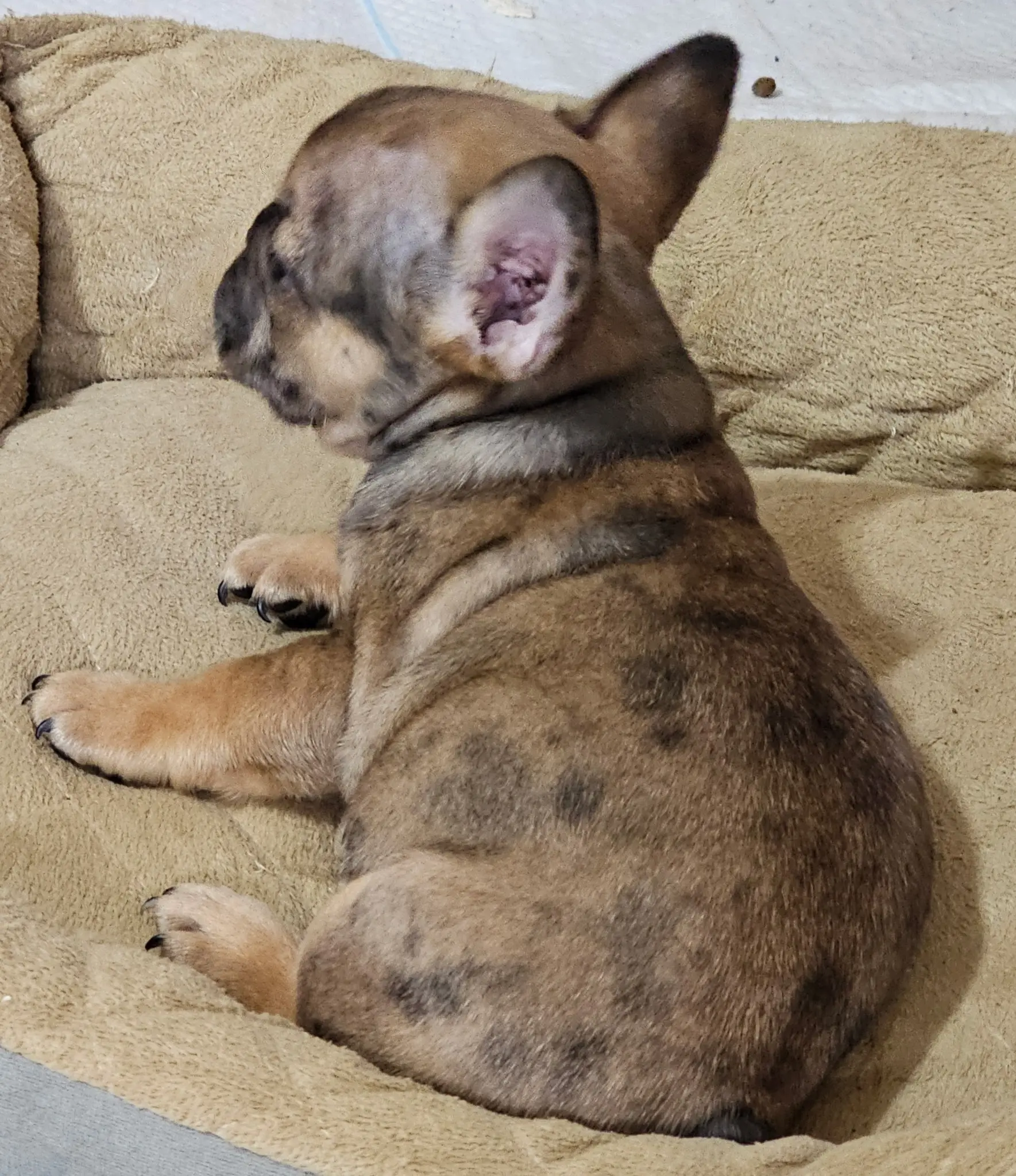 French Bulldog puppy for sale: Brindle French Bulldog puppy sitting on a soft beige bed