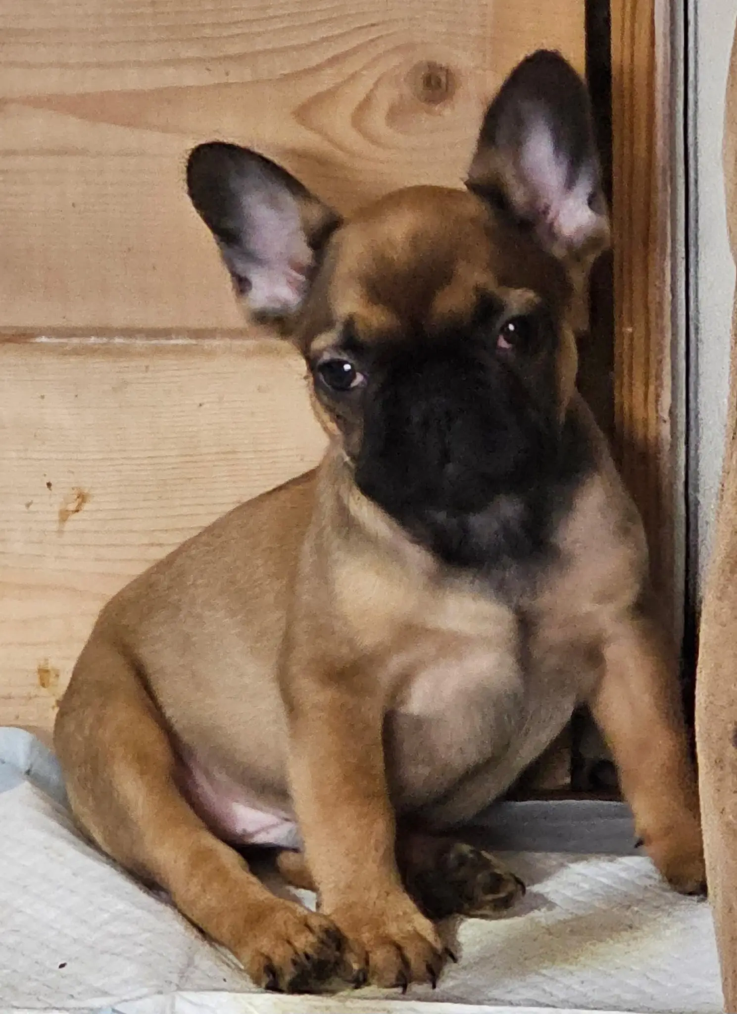 French Bulldog puppy for sale: Brindle French Bulldog puppy sitting against a wooden wall