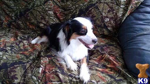 Miniature Australian Shepherd dog