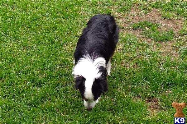 Miniature Australian Shepherd dog