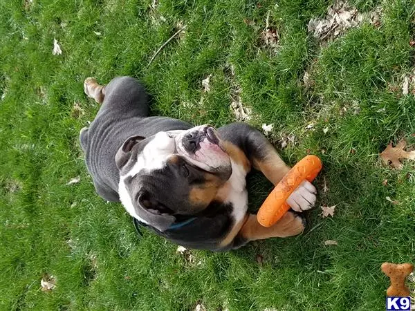 Old English Bulldog stud dog