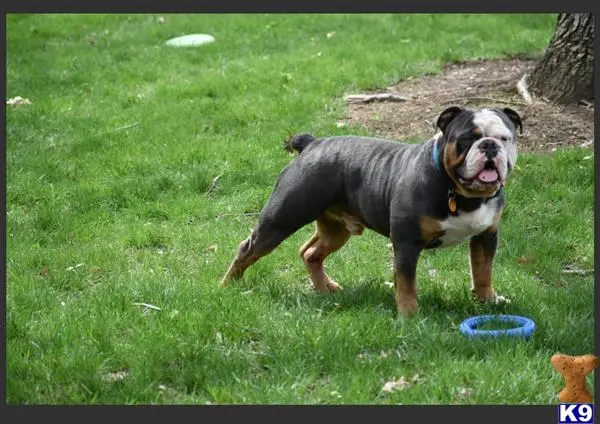 Old English Bulldog stud dog