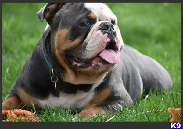 Old English Bulldog stud dog