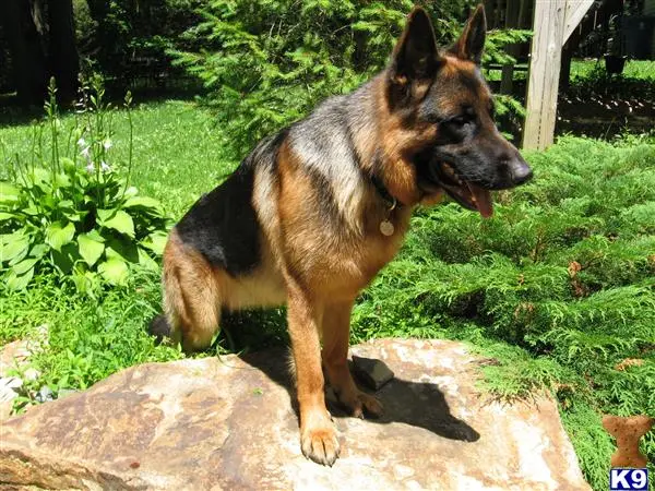 German Shepherd stud dog