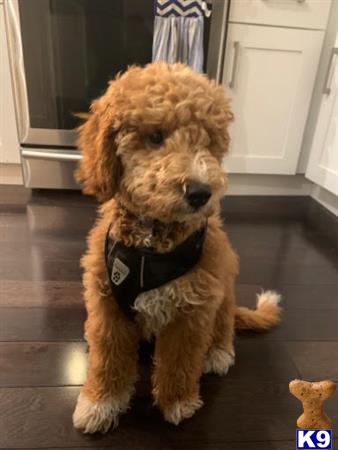 Goldendoodles stud dog