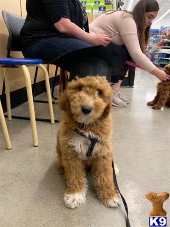 Goldendoodles stud dog