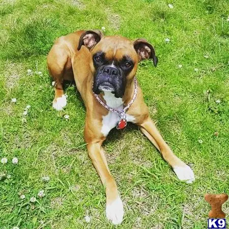 Boxer female dog