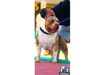 American Bully