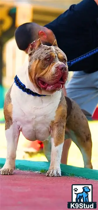 American Bully stud dog