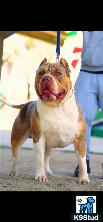 American Bully stud dog