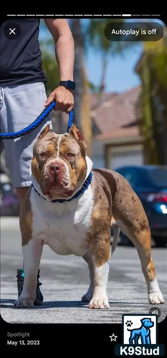 American Bully stud dog