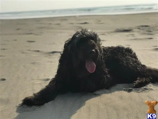 Goldendoodles stud dog