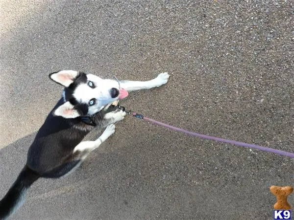 Siberian Husky