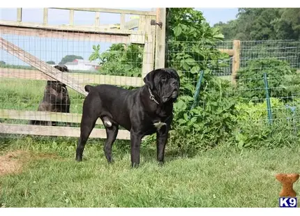 Cane Corso