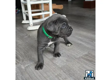 Cane Corso