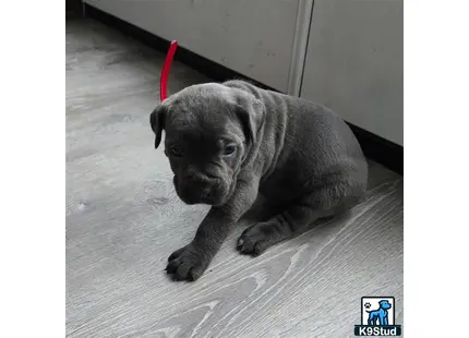 Cane Corso puppy for sale