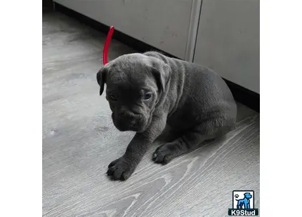 Cane Corso