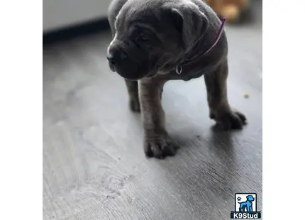 Cane Corso puppy for sale