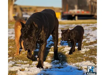 Cane Corso