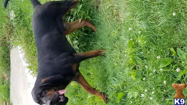 Bloodhound stud dog