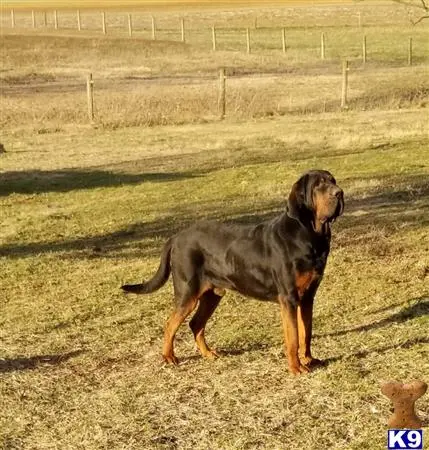 Bloodhound stud dog