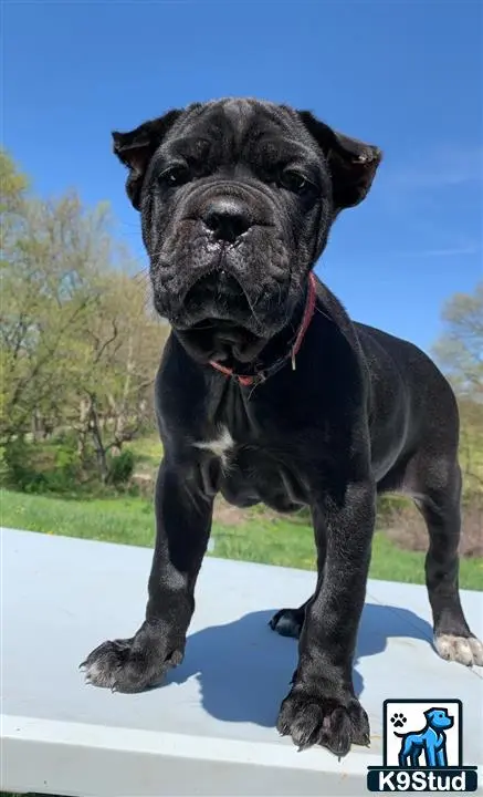 Cane Corso