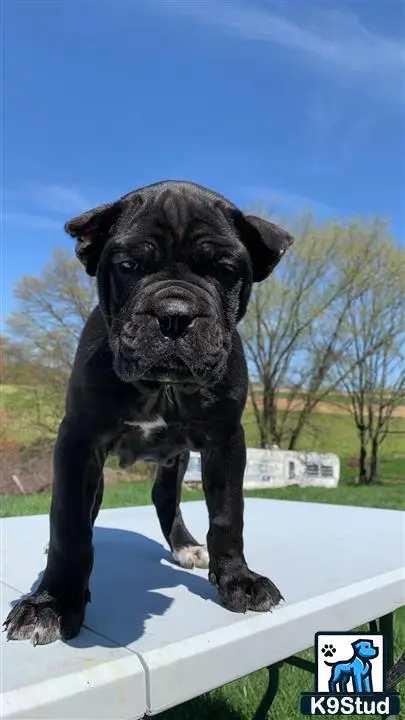 Cane Corso puppy for sale