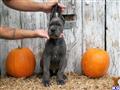 Great Dane