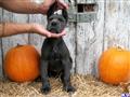 Great Dane