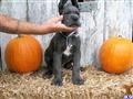 Great Dane