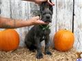 Great Dane