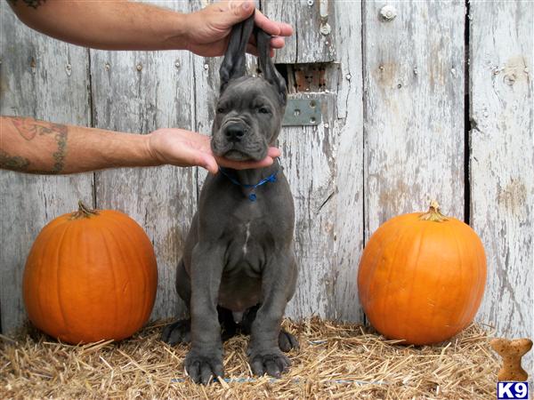 european blue great dane puppies for sale