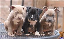 american pit bull puppy posted by tarmoabaaba