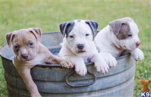 american pit bull puppy posted by tarmoabaaba