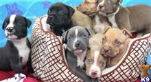 american pit bull puppy posted by tarmoabaaba